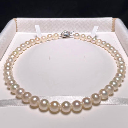 Oyster pearl necklace with round white pearls sized 8.3-8.8mm and ruby clasp with silver stamp