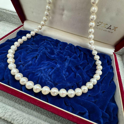 Oyster pearl necklace featuring 8mm white Akoya pearls strung on a classic design