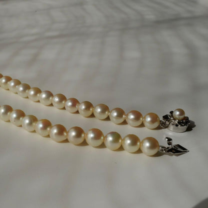 Akoya pearl necklace with genuine ivory pearls sized 8.6-7.0mm, 82cm long with clasp
