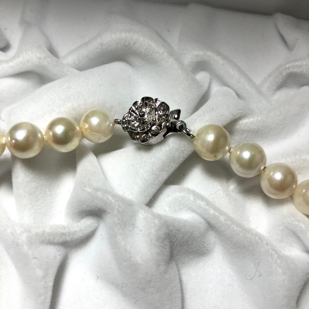 Oyster pearl necklace with white pearls sized 7.5-8.5mm on a 42cm silver chain with silver clasp