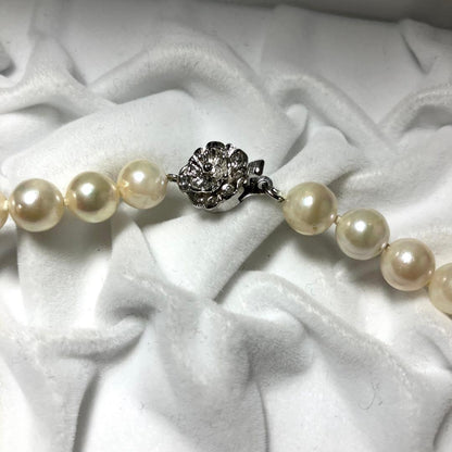 Oyster pearl necklace with white pearls sized 7.5-8.5mm on a 42cm silver chain with silver clasp
