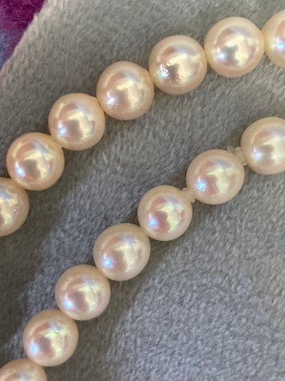 Oyster Akoya pearl necklace with 6-6.5mm pearls and silver clasp laid flat on white background