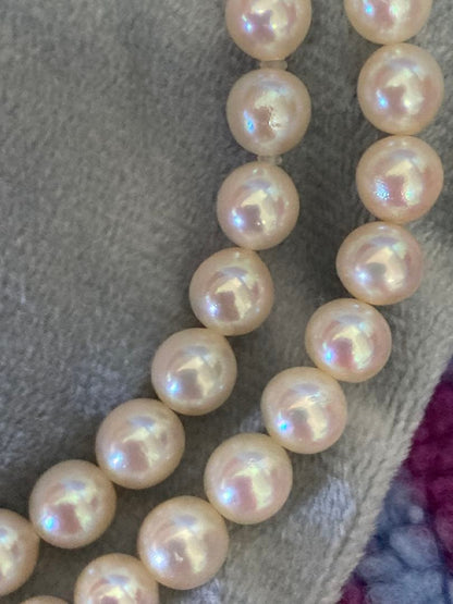 Oyster Akoya pearl necklace with 6-6.5mm pearls and silver clasp laid flat on white background
