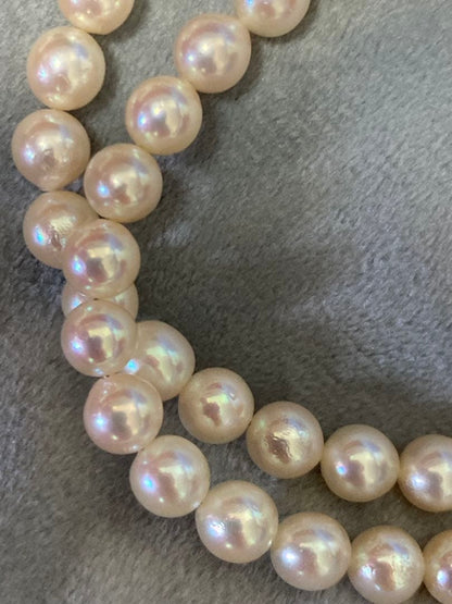 Oyster Akoya pearl necklace with 6-6.5mm pearls and silver clasp laid flat on white background