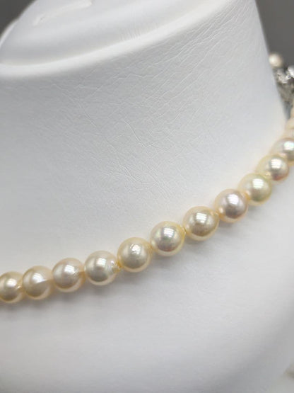 Akoya cultured pearl necklace 7-7.5mm champagne tone with silver fitting, 42.7cm length