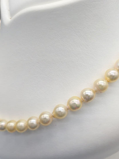 Akoya genuine pearl necklace with 7-7.5mm champagne tone pearls and silver clasp, total length 42.3cm