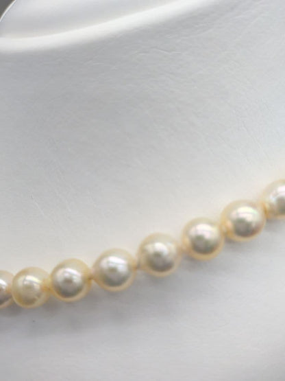 Akoya genuine pearl necklace with 7-7.5mm champagne tone pearls and silver clasp, total length 42.3cm