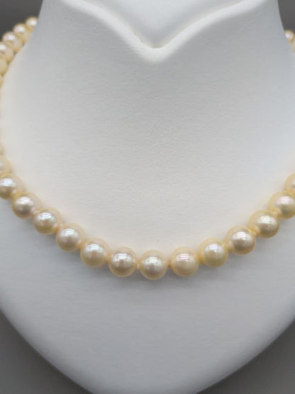 Akoya genuine pearl necklace 42cm with champagne yellow 8-8.5mm pearls and silver clasp