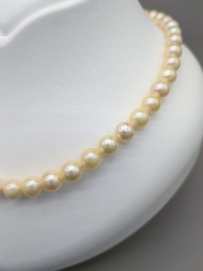 Akoya genuine pearl necklace 42cm with champagne yellow 8-8.5mm pearls and silver clasp