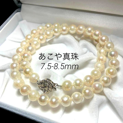 Oyster pearl necklace with white pearls sized 7.5-8.5mm on a 42cm silver chain with silver clasp